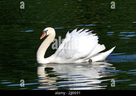 Nuoto singolo cigno sul lago a Snaresbrook, vicino Wanstead, Londra E11 Foto Stock