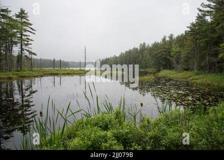 Una mattinata piovosa al Round Pond, all'Acadia National Park, Maine, USA Foto Stock