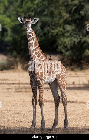 Zambia, Parco Nazionale di Luangwa Sud. Giraffa di Baby Thornicroft con oxpecker arrossato (SELVAGGIO: Giraffa camelopardalis thornicrofti) endemica. Foto Stock