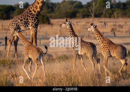 Zambia, Parco Nazionale di Luangwa Sud. Baby Thornicroft giraffe (WILD: Giraffa camelopardalis thornicrofti) endemica a Luangwa. Specie in pericolo. Foto Stock