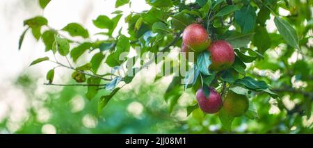 Mele nel mio giardino. Mele rosse che crescono su un albero in un frutteto lussureggiante in una giornata di sole all'aperto. Primo piano di prodotti maturi, freschi e dolci coltivati e. Foto Stock