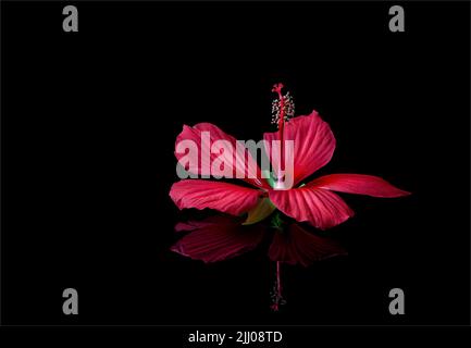 Fiore di rosmarino (Hibiscus coccineus) su superficie riflettente. Plant è originario del sud-est degli Stati Uniti Foto Stock