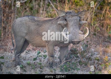 Zambia, Parco Nazionale di Luangwa Sud. Warthog (SELVATICO: Phacochoerus africanus) maschio grande. Foto Stock