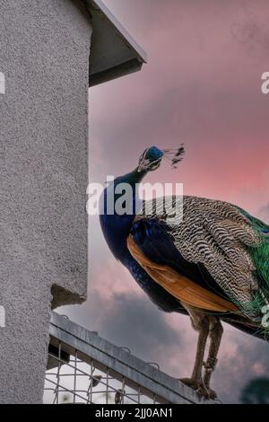 Un bel maschio indiano Peafowl (Pavo cristatus) visto guardando la macchina fotografica sul persico isolato sul cielo drammatico sera Foto Stock
