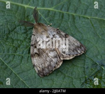 Maschio zingara Moth Lymantria dispar Foto Stock