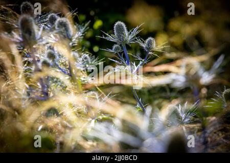 Fuoco selezionato di una pianta retroilluminata di Eryngium Foto Stock