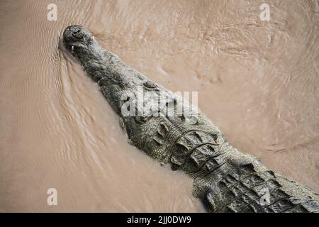 Coccodrilli che prendono il sole sul ponte dei coccodrilli in Costa Rica Foto Stock