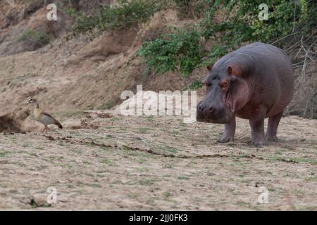 Zambia, Parco Nazionale di Luangwa Sud. Hippopotomus in acqua (SELVAGGIO: Ippopotamus anfibio) Foto Stock