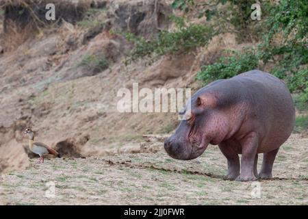 Zambia, Parco Nazionale di Luangwa Sud. Hippopotomus in acqua con oca egiziana (SELVAGGIO: Ippopotamus anfibio) Foto Stock