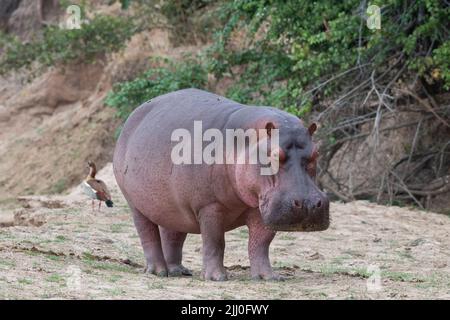 Zambia, Parco Nazionale di Luangwa Sud. Hippopotomus in acqua (SELVAGGIO: Ippopotamus anfibio) Foto Stock