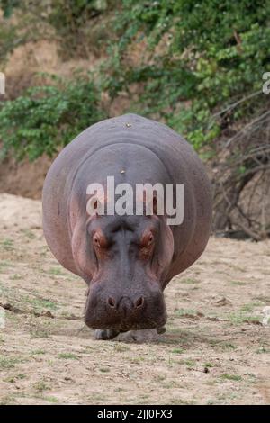 Zambia, Parco Nazionale di Luangwa Sud. Hippopotomus in acqua con oca egiziana (SELVAGGIO: Ippopotamus anfibio) Foto Stock