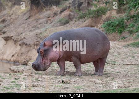 Zambia, Parco Nazionale di Luangwa Sud. Hippopotomus in acqua (SELVAGGIO: Ippopotamus anfibio) Foto Stock