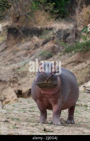 Zambia, Parco Nazionale di Luangwa Sud. Hippopotomus in acqua (SELVAGGIO: Ippopotamus anfibio) Foto Stock