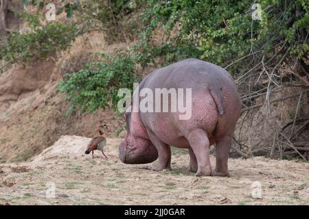 Zambia, Parco Nazionale di Luangwa Sud. Hippopotomus in acqua con oca egiziana (SELVAGGIO: Ippopotamus anfibio) Foto Stock