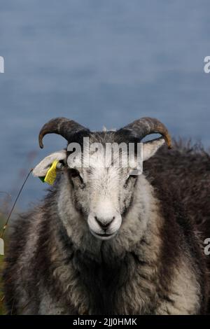 Primo piano verticale di una capra bianca e nera in una sfocatura Foto Stock