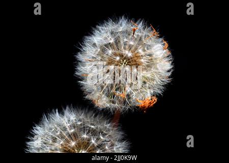 Primo piano di un dente di leone comune (Taraxacum officinale) su sfondo nero a Sydney, NSW, Australia (Foto di Tara Chand Malhotra) Foto Stock