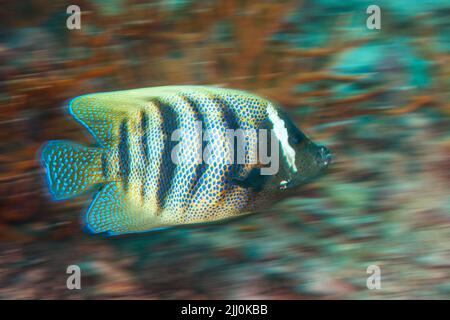 Un movimento sfocato immagine di un Angelfish a sei bande, Holacanthus sexstriatus, su una barriera corallina al largo dell'isola di Yap, Micronesia. Foto Stock