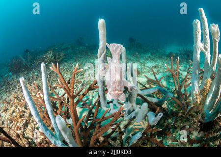 Un Commerson's pesce rana, Antennarius commersoni, appollaiato su un tubo in spugna, Filippine, dell'Asia. Foto Stock