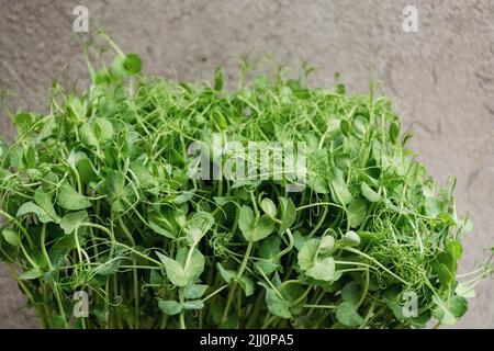 Messa a fuoco selettiva soft. Germogli di piselli verdi microgredi. Concetto di vegano e cibo sano. Germinazione di semi a casa. Spazio di copia. Foto Stock