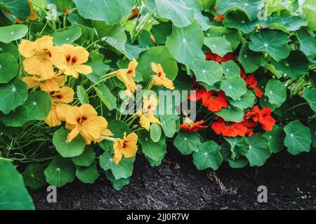 Fioritura di piante di nasturzio con fiori arancioni e gialli, Tropaeolum majus in giardino Foto Stock
