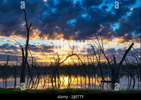 Un'alba panoramica su una sorgente naturale calda caratterizzata da ondeggiare, silhouette di vecchi alberi di gomma morta vicino Barcaldine nel Queensland occidentale in Australia. Foto Stock