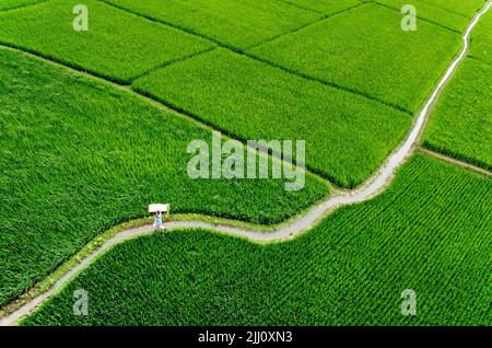 Veduta aerea di un'infinita risaia verde nella campagna del Bangladesh. Rigogliose colture di riso, agricoltura, paesaggio naturale, vibrazioni della campagna, colpo di drone Foto Stock