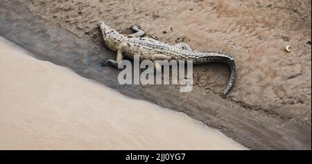 Coccodrilli che prendono il sole sul ponte dei coccodrilli in Costa Rica Foto Stock