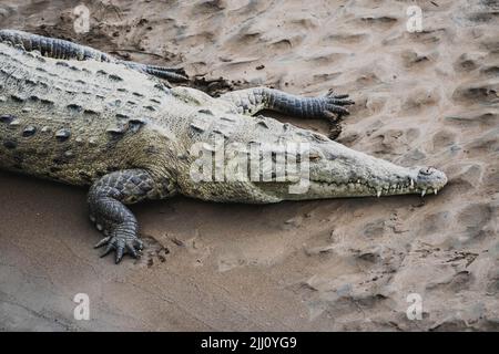 Coccodrilli che prendono il sole sul ponte dei coccodrilli in Costa Rica Foto Stock