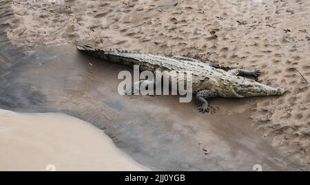 Coccodrilli che prendono il sole sul ponte dei coccodrilli in Costa Rica Foto Stock