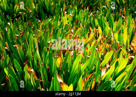 Scarlatto Kaffir Lily nel giardino Foto Stock