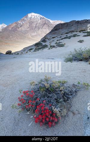 Pennello indiano fiore in Buttermilk Boulders con Mt. Tom in background Foto Stock