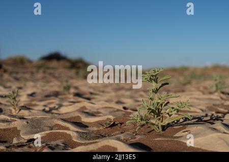Una pianta cresce nella sabbia rossa del deserto del Namib in Namibia durante la stagione delle piogge. Foto Stock