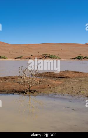 Un albero morto in acqua al famoso Sossusvlei. Dune arancioni/rosse e cielo blu sullo sfondo. Foto Stock