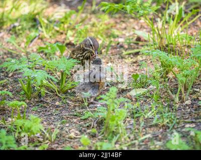 L'uccello di legno Redwing, Turdus iliacus, nutre il pulcino di lombrichi sul terreno. Un pulcino adulto ha lasciato il nido ma i suoi genitori continuano a prendersi cura o Foto Stock