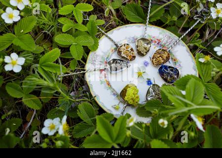 Raccolte erbe mediche su cucchiai sul piatto. Raccolta di erbe fresche verdi. Medicina alternativa di erbe. Raccolta di erbe medicinali. Messa a fuoco selettiva Foto Stock