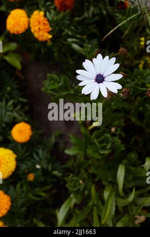 Fiori bianchi africani a margherita, con centro viola scuro. Nome di famiglia Asteraceae o Compositae, nome scientifico Osteospermum Fruticosum. Messa a fuoco selettiva, Foto Stock