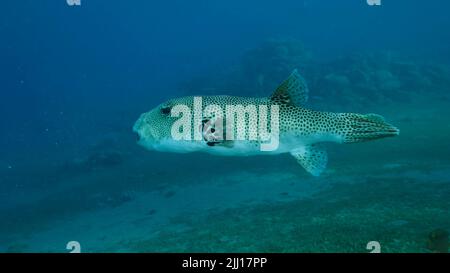 Il primo piano del pesce piffero lentamente nuota nell'acqua blu. Puffer (Arothron stellatus), Mar Rosso, Egitto Foto Stock