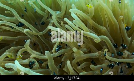 Il pesce pagliaccio e la scuola di damigella nuotano su Bubble Anemone. Anemonefish del Mar Rosso (anemonefish di Amphiprion bicinctus) e pesci di damigella del domino (troma di Dascyllus Foto Stock