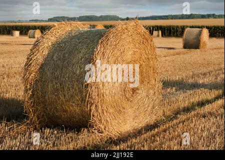 Grande rotolo di paglia, balle su stoppia da grano raccolto nel campo, raccolto Foto Stock