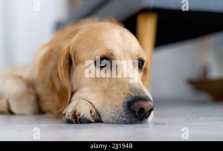 Golden Retriever cane in interni Foto Stock