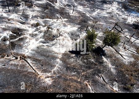 Vegetazione distrutta e alberi bruciati dal vasto incendio che colpì il Monte di San Michele nella città di Maddaloni. Incendi in Campania, causati dal dro Foto Stock
