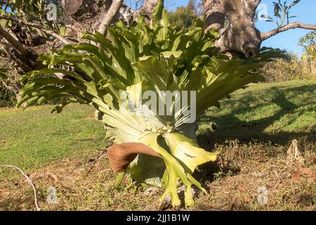 Grande staghorn Fern, platycerium bifurcatum, che cresce intorno al tronco di un maturo albero di avocado di Hass, Persea americana, in frutteto nel Queensland, Australia. Foto Stock