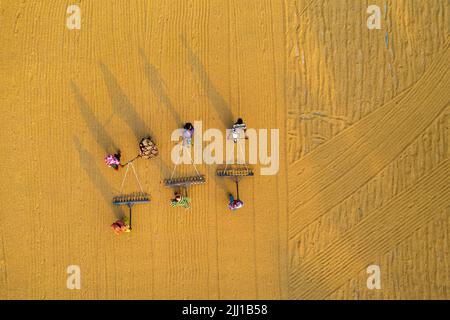 Lavoratori che essiccano risone o chicchi di riso su cemento e che sbucciano il riso nei mulini di villaggi, che mostrano agricoltura tradizionale, lavorazione dei cereali alimentari, agricoltura Foto Stock
