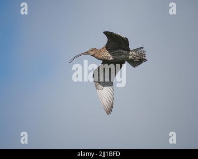 Le brughiere e le zone di pascolo collinare di North Uist sono eccellenti terreni di allevamento per il curlew. Foto Stock