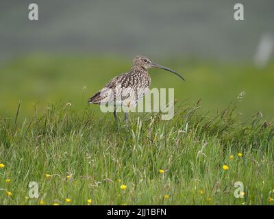 Le brughiere e le zone di pascolo collinare di North Uist sono eccellenti terreni di allevamento per il curlew. Foto Stock