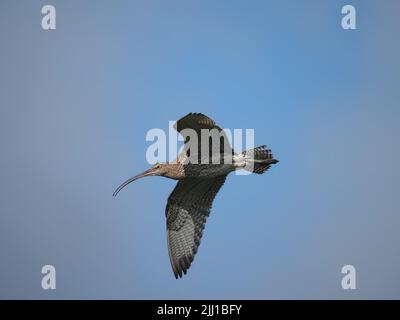 Le brughiere e le zone di pascolo collinare di North Uist sono eccellenti terreni di allevamento per il curlew. Foto Stock