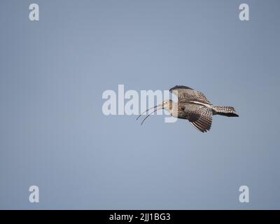 Le brughiere e le zone di pascolo collinare di North Uist sono eccellenti terreni di allevamento per il curlew. Foto Stock