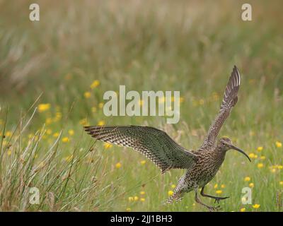 Le brughiere e le zone di pascolo collinare di North Uist sono eccellenti terreni di allevamento per il curlew. Foto Stock