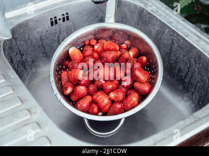 Le fragole luminose appena raccolte vengono lavate in un colino metallico in un vecchio lavandino. Foto Stock