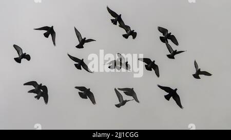 Un'immagine di piccioni volanti con silhouette sullo sfondo di un cielo nuvoloso grigio. Foto Stock